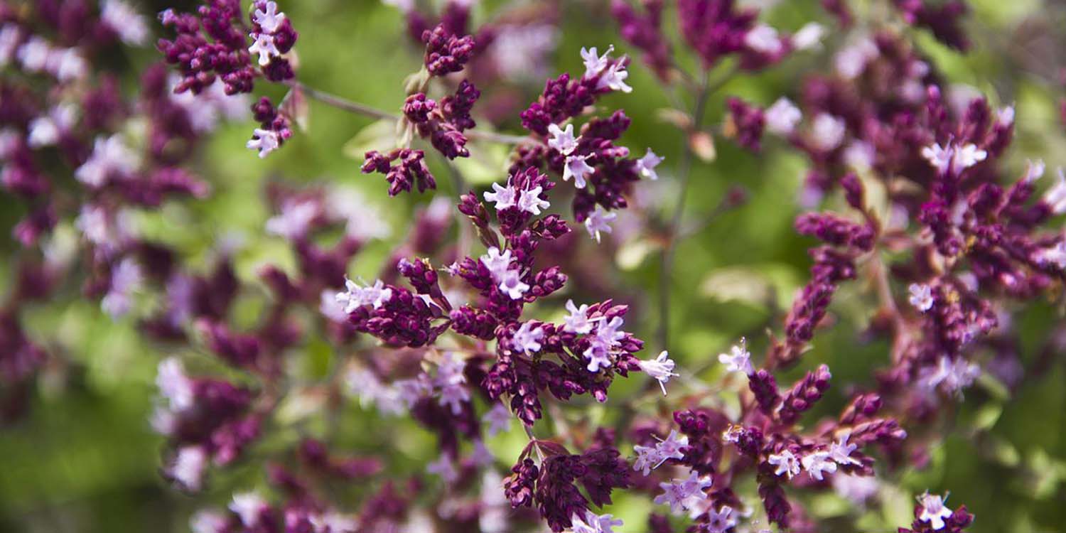 les huiles aromatisée